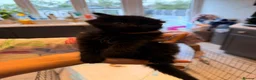 Mixed Breed cats for sale: ✨🐾 1 Boy Left! - Adorable Fluffy Black Kittens! - Advert 7