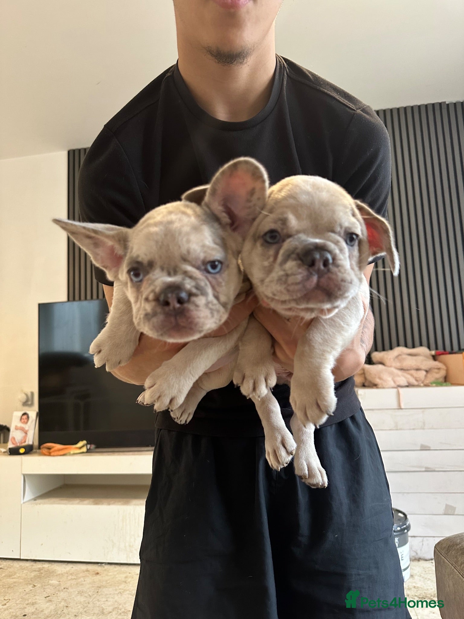 French Bulldog dogs 1. Lilac Merle  Boy and 1 lilac Merle girl left  - Advert 14