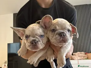 French Bulldog dogs 1. Lilac Merle Boy and 1 lilac Merle girl left - Advert 14