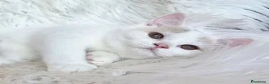 British Shorthair 4