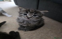 Ragdoll cats for sale: Beautiful mix Ragdoll cross Norwegian forest  - Image 7