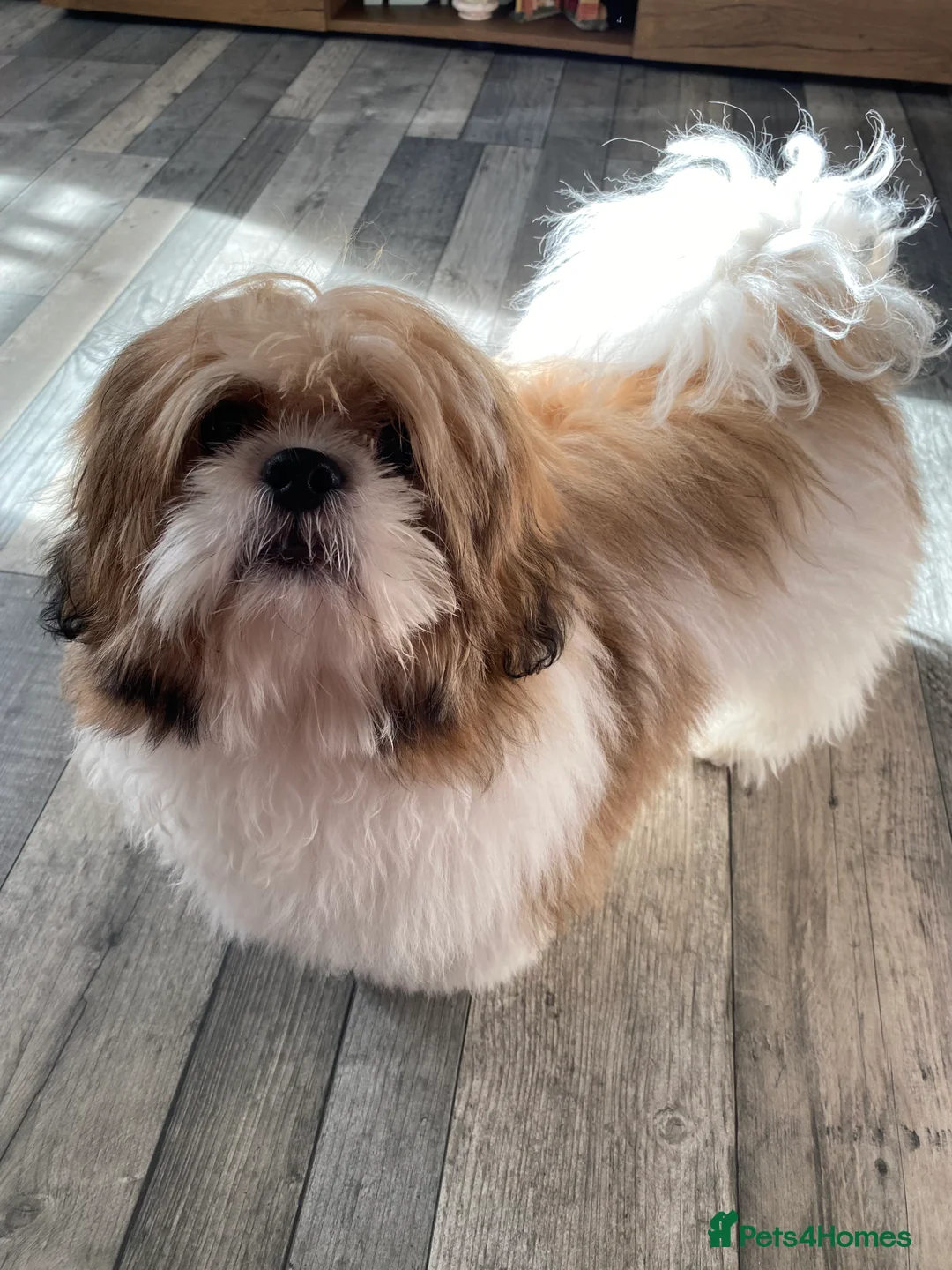 Shih Tzu dogs for sale: Shih tzu - Advert 2