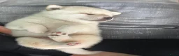 Japanese Shiba Inu dogs for sale: Kiba the Shiba  in Salford - Advert 4
