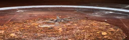 Tarantulas invertebrates for sale: Tarantula collection for sale  in Barnsley - Advert 8