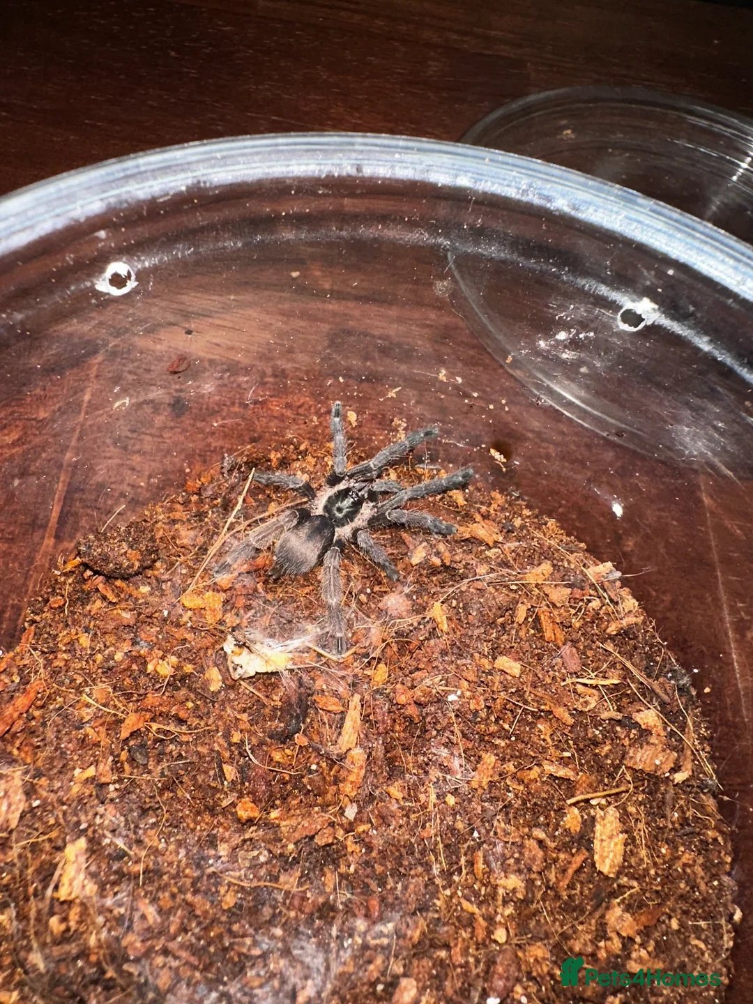 Tarantulas invertebrates for sale: Tarantula collection for sale  in Barnsley - Advert 8