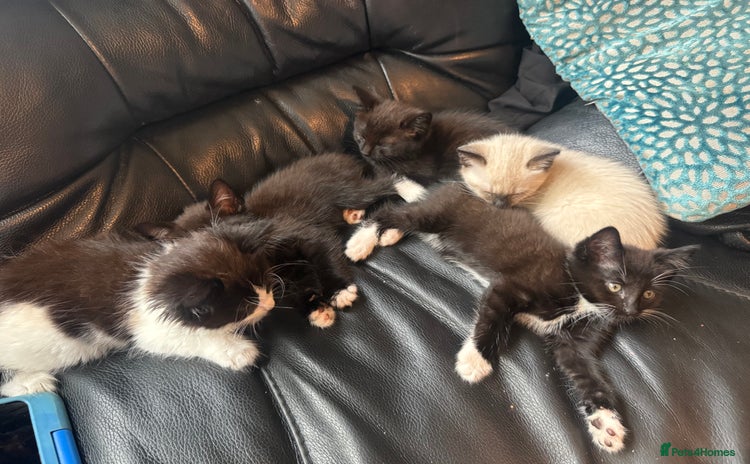 Mixed Breed cats - Advert 4
