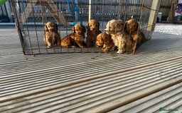 Cockapoo dogs for sale: Cockapoos  - Image 7