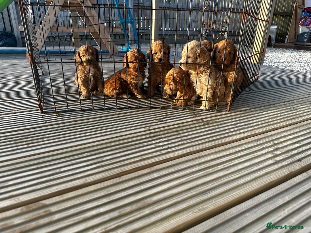 Cockapoo dogs for sale: Cockapoos  - Image 7