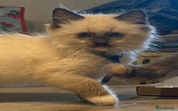 Ragdoll cats for sale: Ragdolls kittens  - Image 21