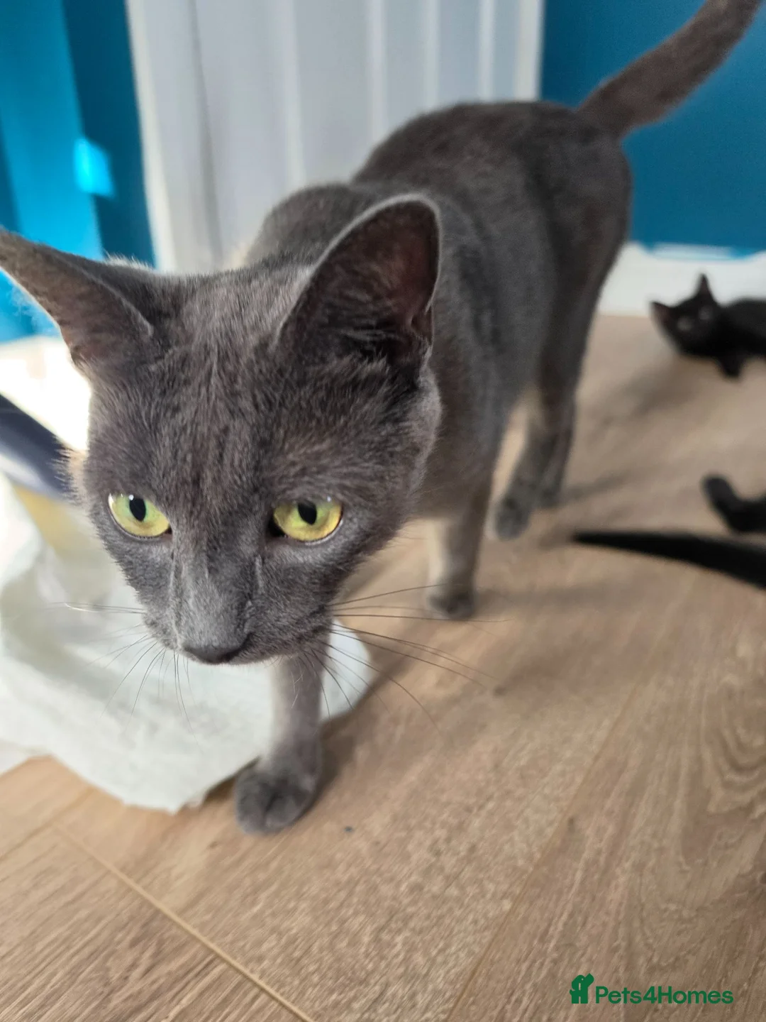 Mixed Breed cats for sale: 2 beautiful black fluffy kittens for sale  - Advert 1