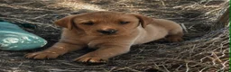 Labrador Retriever dogs for sale: Red Labrador Retriever puppies  - Advert 3