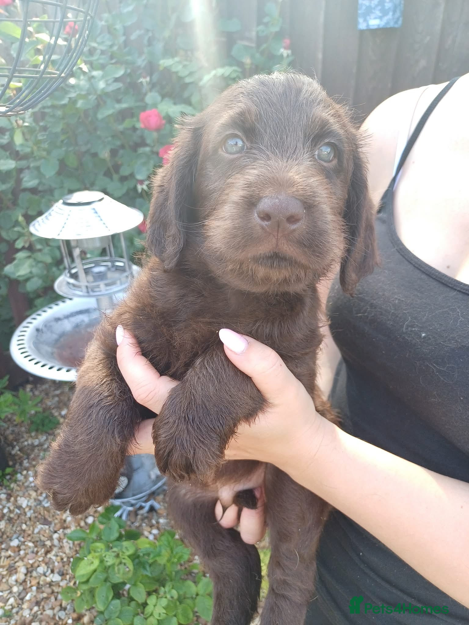 Labradoodle dogs Labradoodle puppies!  - Advert 7