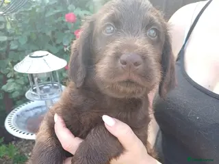 Labradoodle dogs Labradoodle puppies! - Advert 3