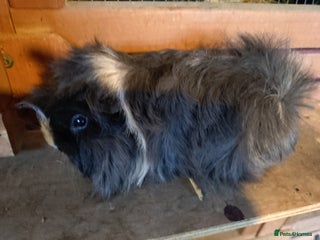 Guinea Pig rodents - Advert 18