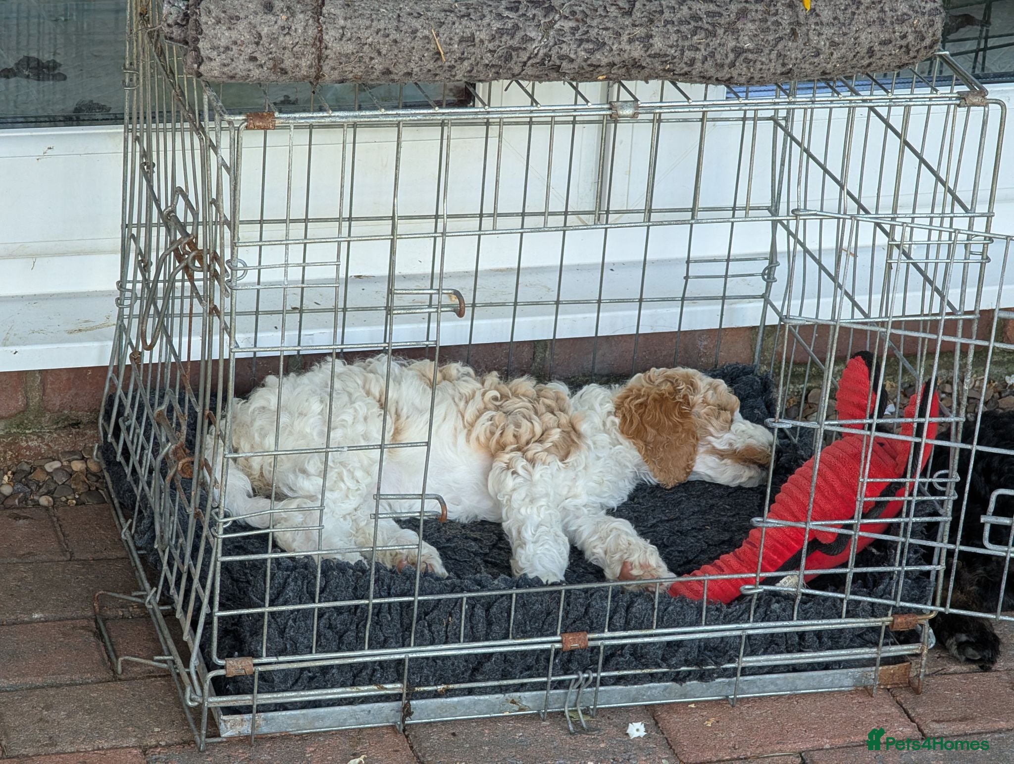 Goldendoodle dogs 🐾 Beautiful Standard Goldendoodle Puppies 🐾 - Advert 2