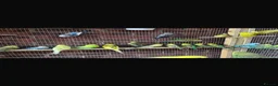 Ringnecks birds for sale: Stunning Budgies - Advert 8