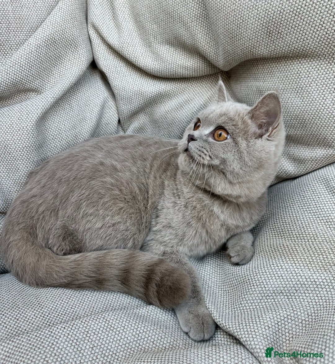 British Shorthair cats for sale: Ready British Shorthair Chunky Kittens - Advert 6
