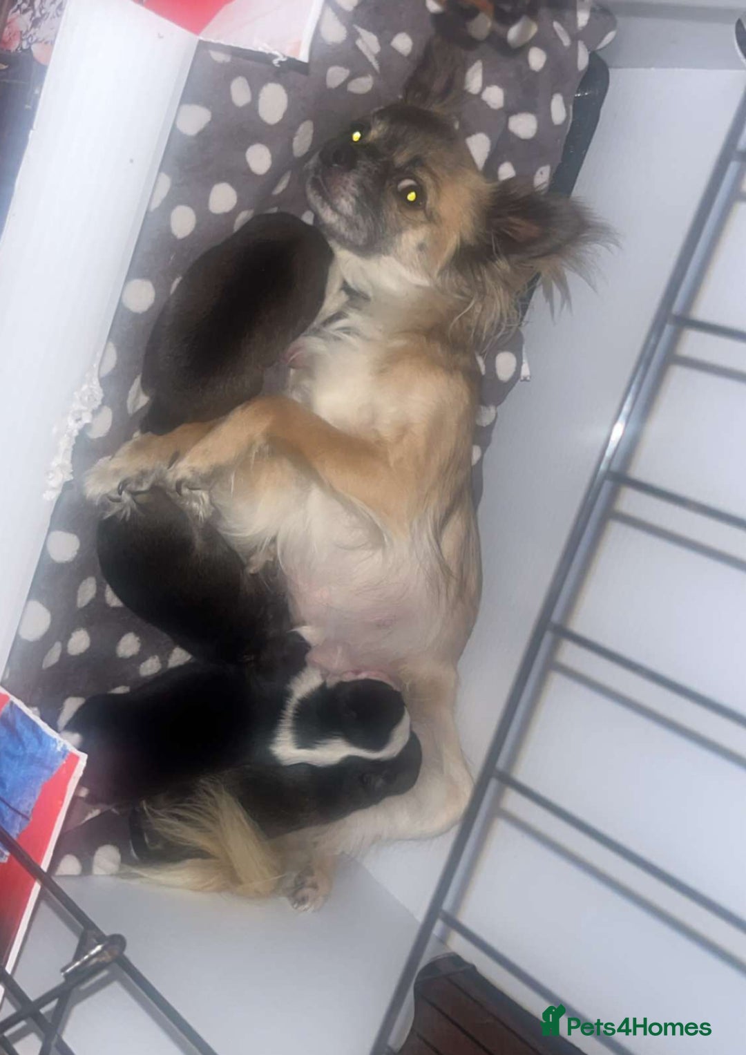 Chihuahua dogs for sale: Lovely long haired Chihuahua  - Advert 6