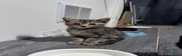 Mixed Breed cats for sale: Kitten 1 - Advert 6