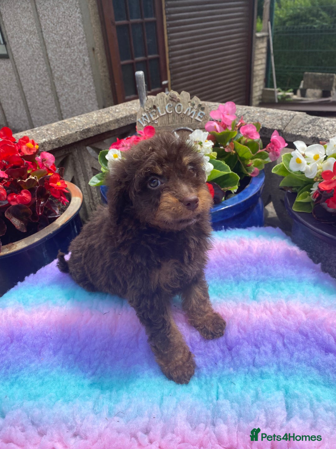 Cavapoo dogs for sale: 1 girl left 💕 f1b cavapoos ready now 🏡 - Image 4