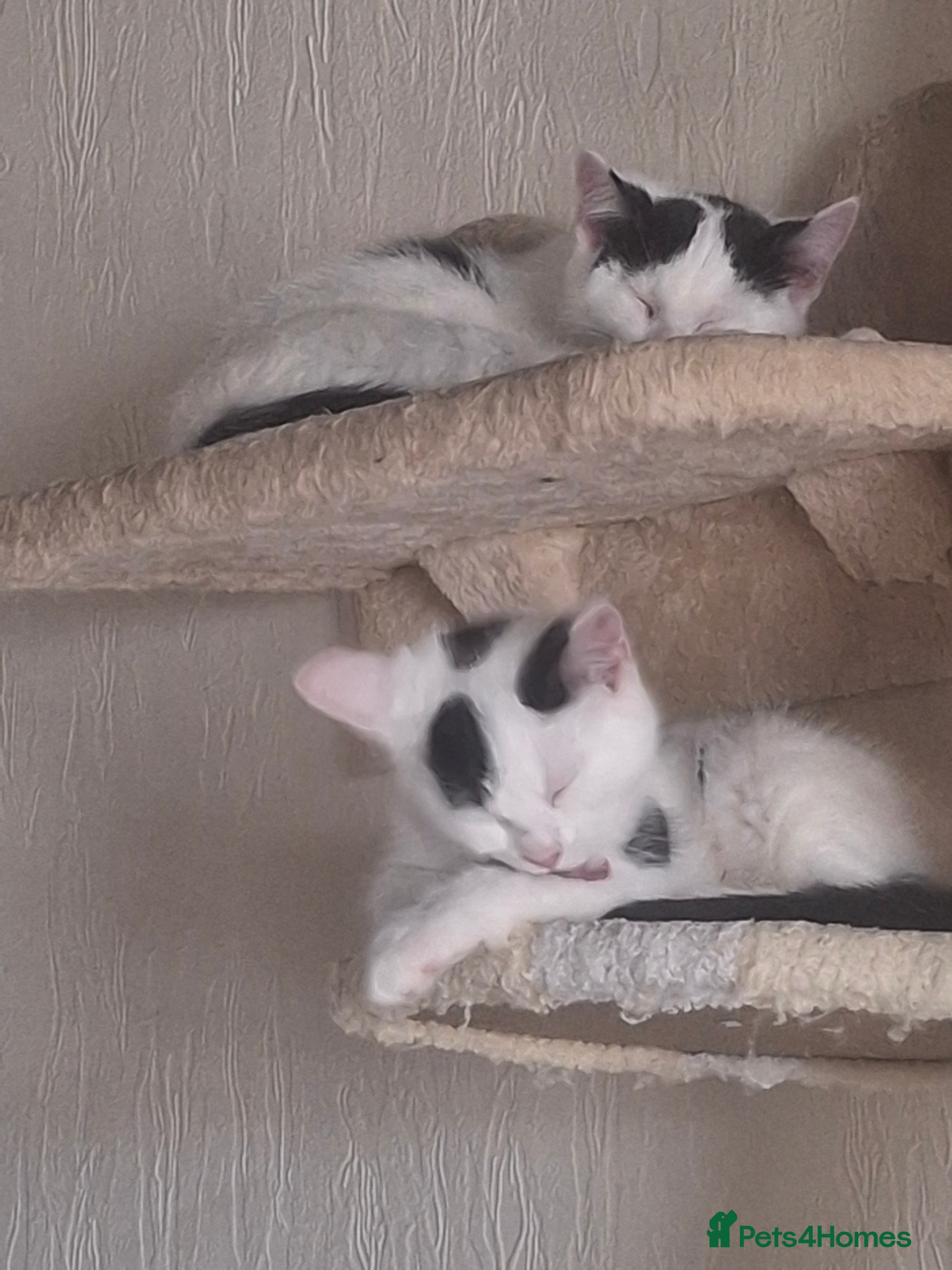 Mixed Breed cats Tina & Nina Looking for a Loving Home - Advert 14