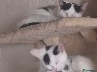 Mixed Breed cats Tina & Nina Looking for a Loving Home - Advert 14