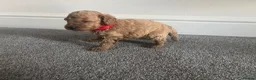 Miniature Poodle dogs for sale: Exquisite KC Registered miniature Poodles  - Advert 8