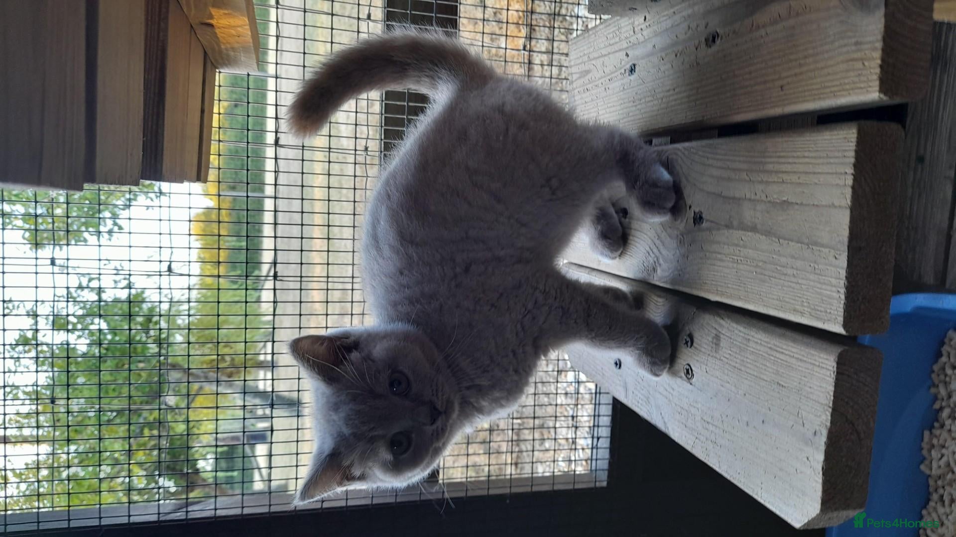 British Shorthair cats British Shorthair kittens - Advert 2