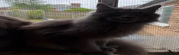 Maine Coon cats for sale: Maine coon  - Advert 4