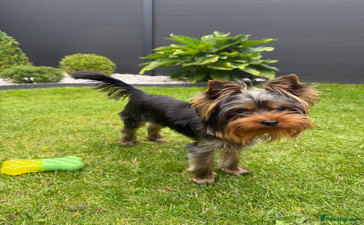 Yorkshire Terrier dogs - Advert 4