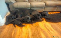 Cane Corso dogs for sale: Cane Corso puppies 14/11/25 - Image 29