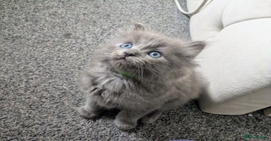 Ragdoll cats - Advert 9