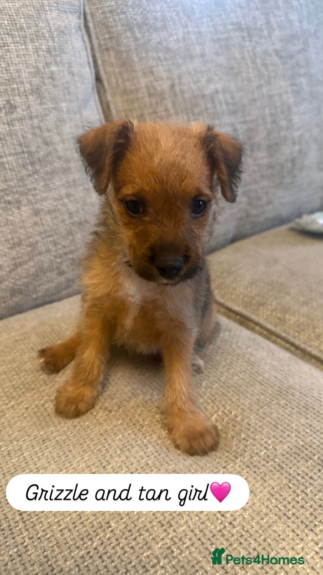 Jack Russell dogs for sale: 5 Jack Russell puppies - Advert 7