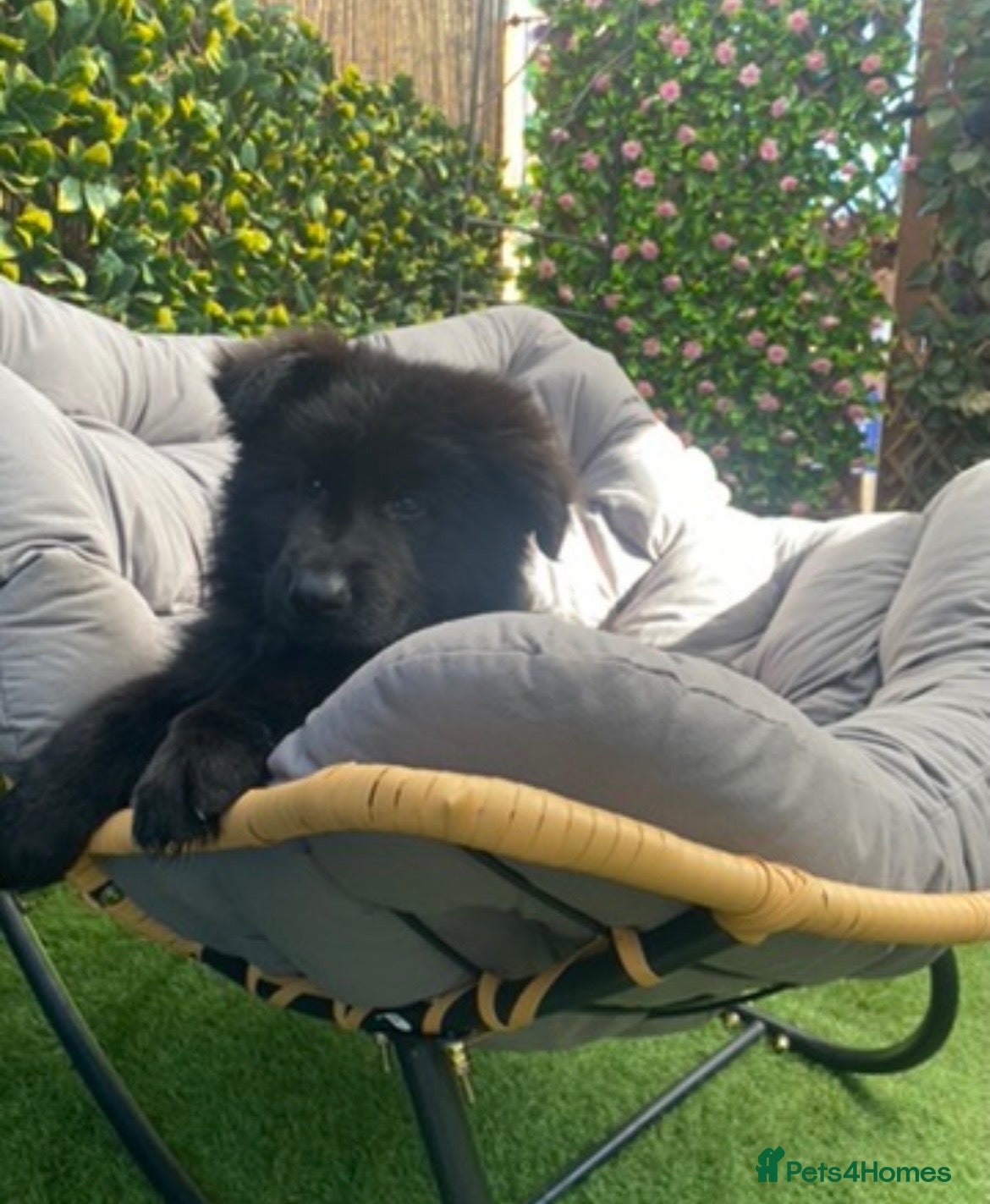 German Shepherd dogs  beautiful longcoat solid black girl available  - Advert 1