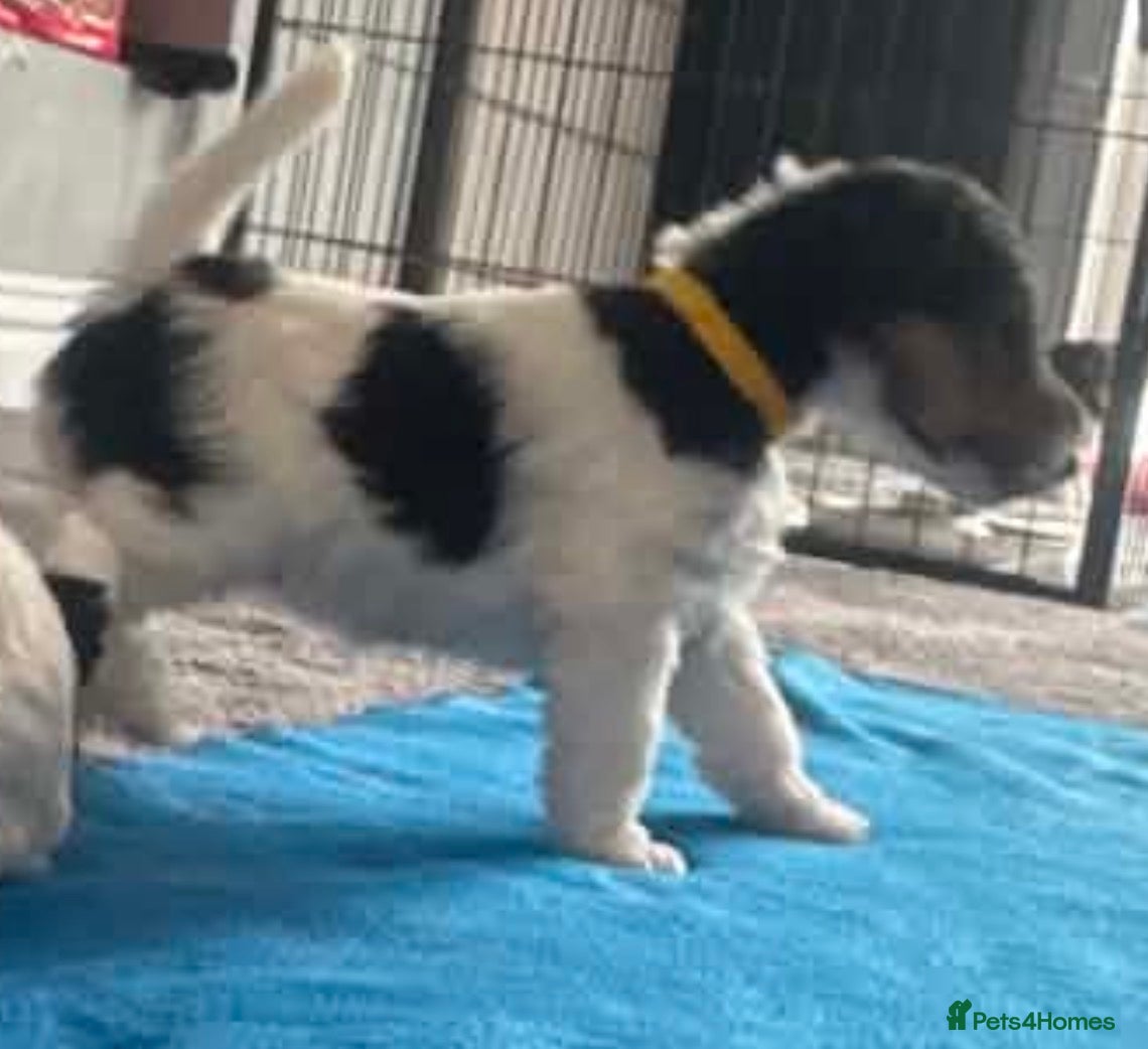 Fox Terrier dogs for sale: Wire haired fox terrier - Advert 24