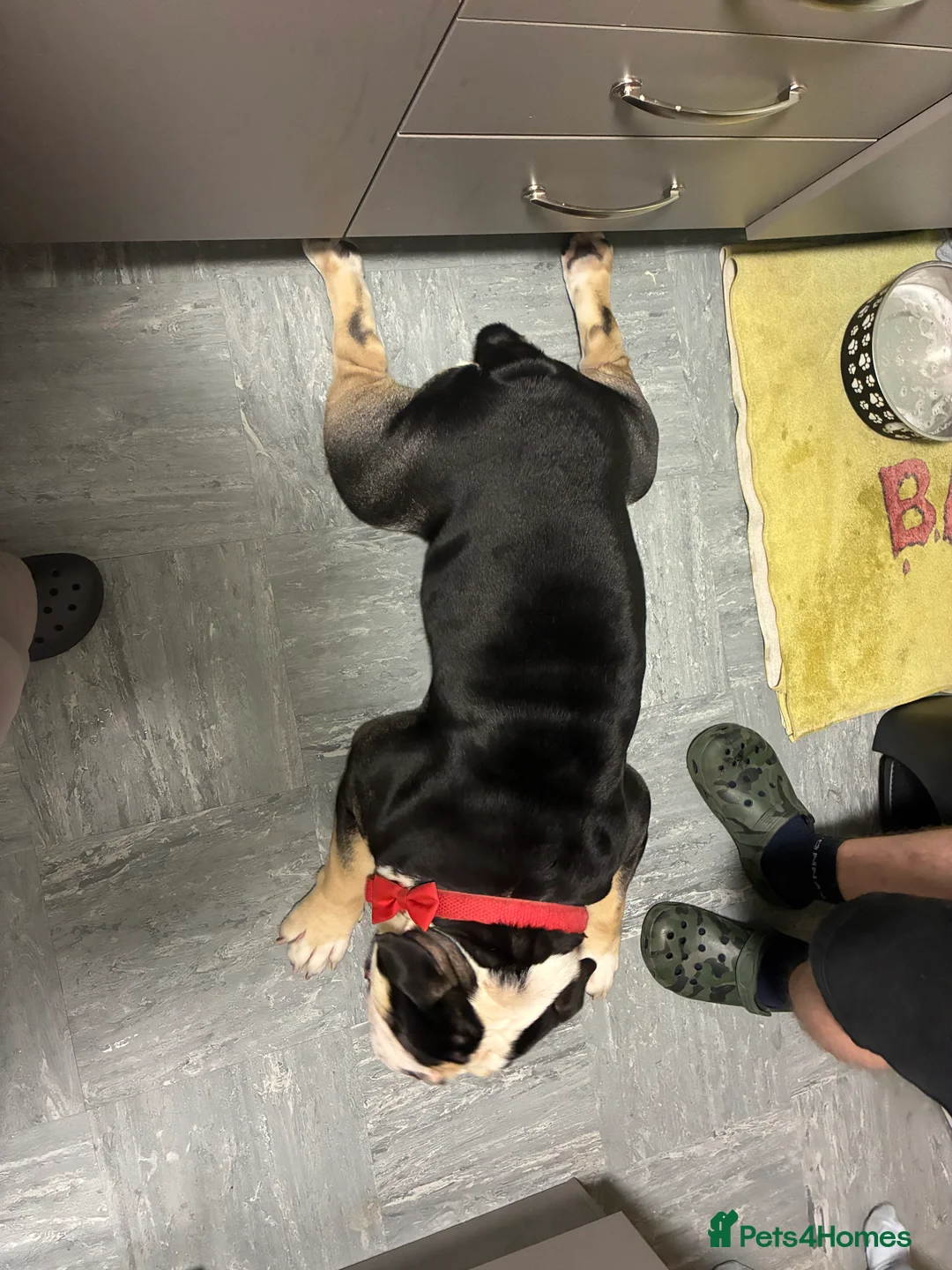 Olde English Bulldogge dogs for sale: Enzo - Olde English Bulldog - Advert 17