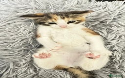 Asian cats for sale: Kittens - Image 5