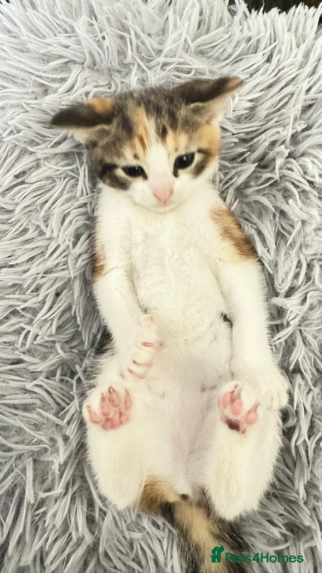 Asian cats for sale: Kittens - Image 5