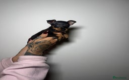 Miniature Pinscher dogs for sale: 🐾 Adorable Pocket Pincher Puppies 🐾 - Image 4