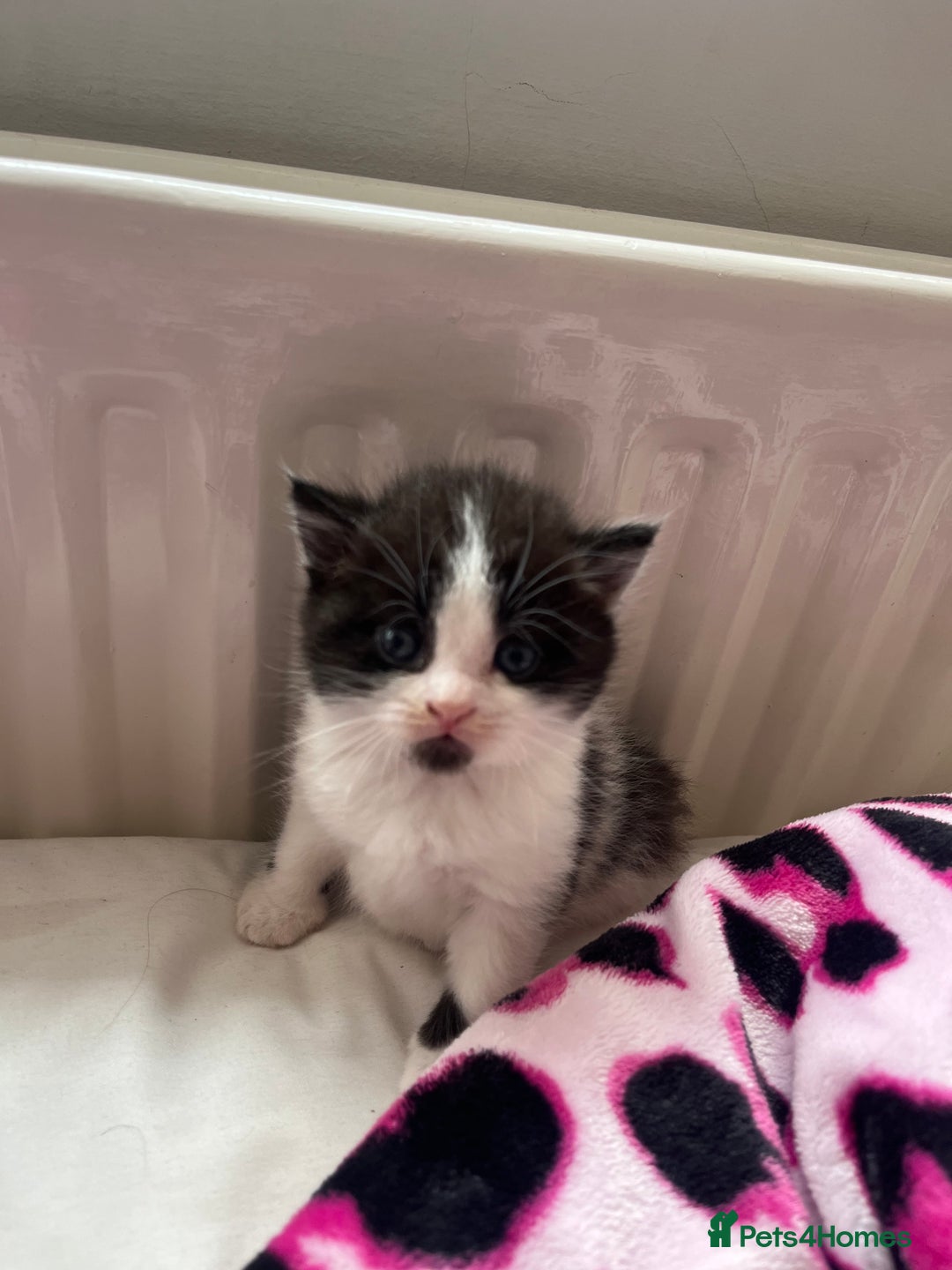 European cats for sale: 4 cute kittens for sale  - Image 5