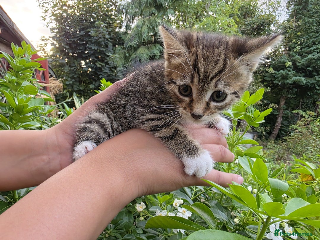 Bengal cats for sale: TWO Beautiful kittens of JOY remaining! - Image 3