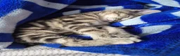 Mixed Breed cats for sale: Last Little Kitten Looking for His Forever Home  - Advert 10