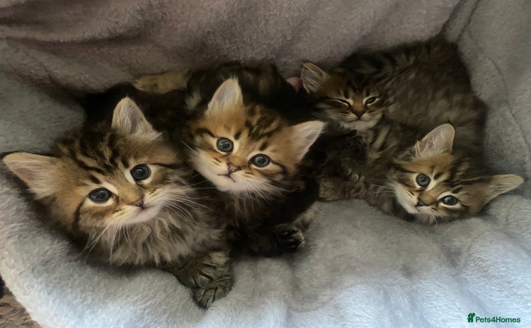 Bengal cats - Advert 1