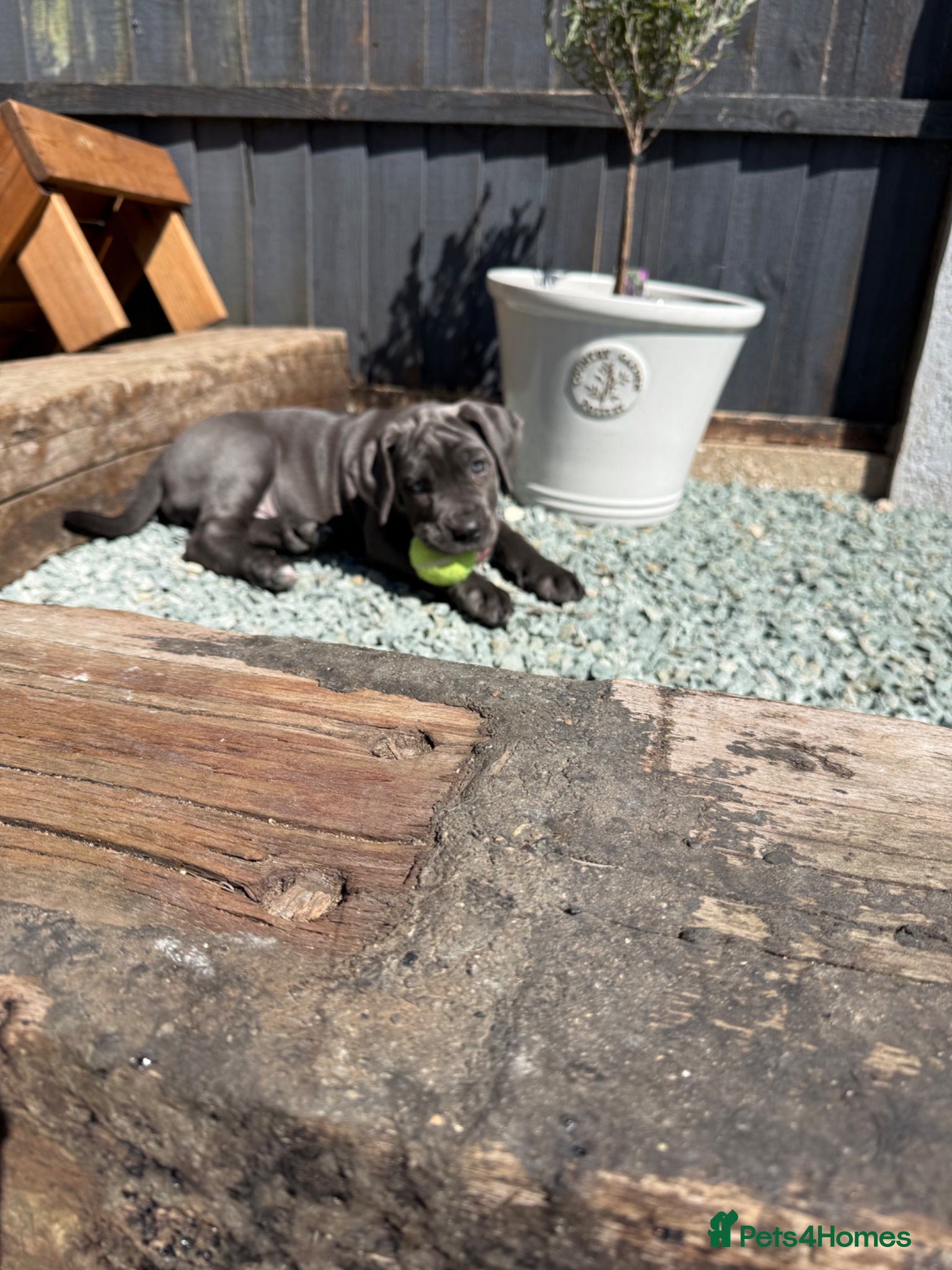 Cane Corso dogs 1 girl 1 boy Left Stunning Cane Corso Puppies - Advert 1