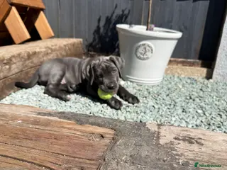 Cane Corso dogs 1 girl 1 boy Left Stunning Cane Corso Puppies - Advert 1