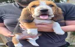 Basset Hound dogs for sale: Beautiful Basset Hound puppies for sale  - Image 3