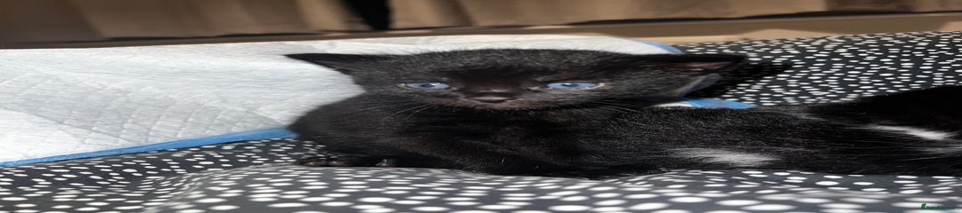Mixed Breed Kitten 1
