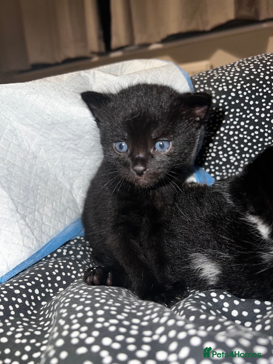 Mixed Breed cats for sale: X3 kittens for sale  - Image 2