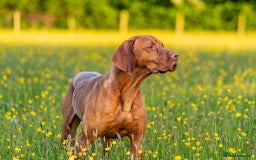 Hungarian Vizsla dogs for sale: Hungarian Vizsla KC Registered - Image 18