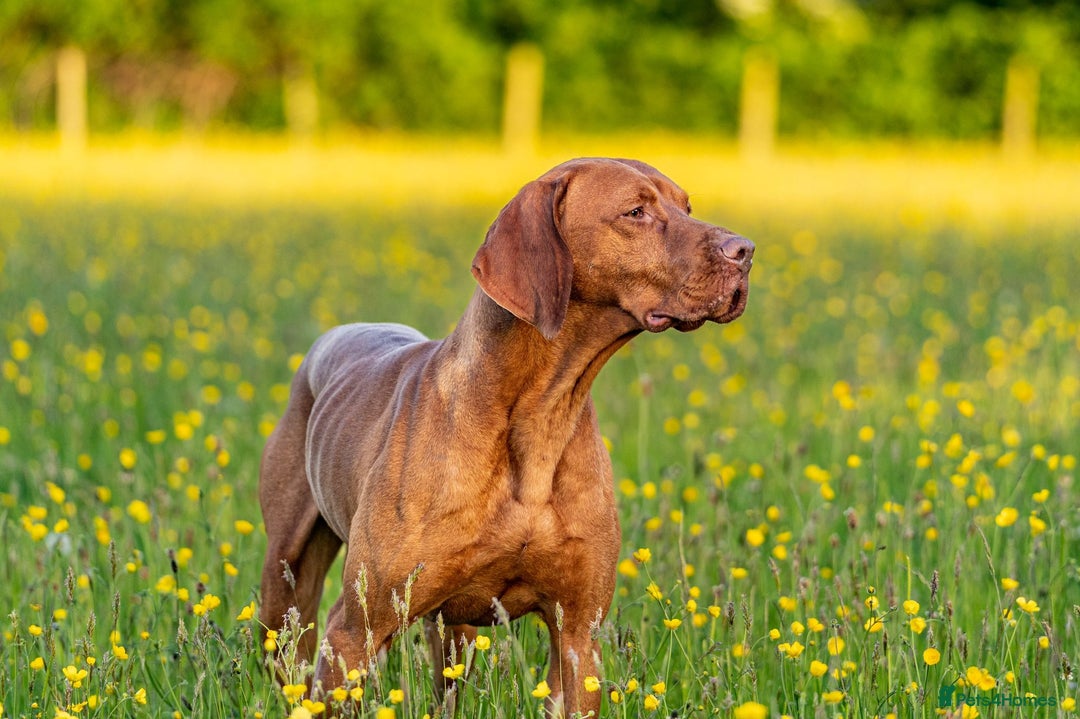Hungarian Vizsla dogs for sale: Hungarian Vizsla KC Registered - Image 18